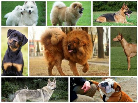 Most Popular Dog Breeds in Pakistan