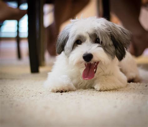 How Do You Cut A Havanese Dogs Hair