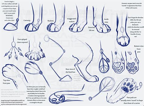 cat paw anatomy | Zeichnung tutorial, Katze zeichnen, Zeichenvorlagen