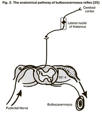 The role of bulbocavernosus reflex in the diagnosis of neuropathy in patients with pelvic organ ...