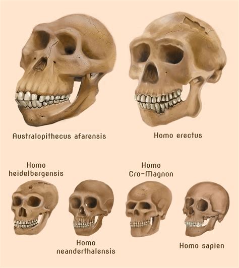 Human evolution skulls by amircea on DeviantArt