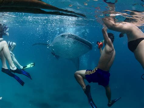 How to snorkel with whale sharks in Ari Atoll