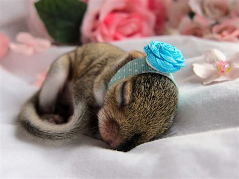 Baby Squirrel Found Frozen Recovers From Pneumonia