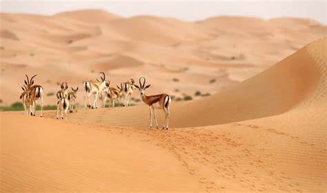 Saudi Arabia’s wildlife sanctuaries help preserve a wealth of ...