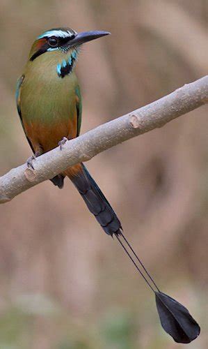 Bird Momotidae - Motmots - Fat Birder