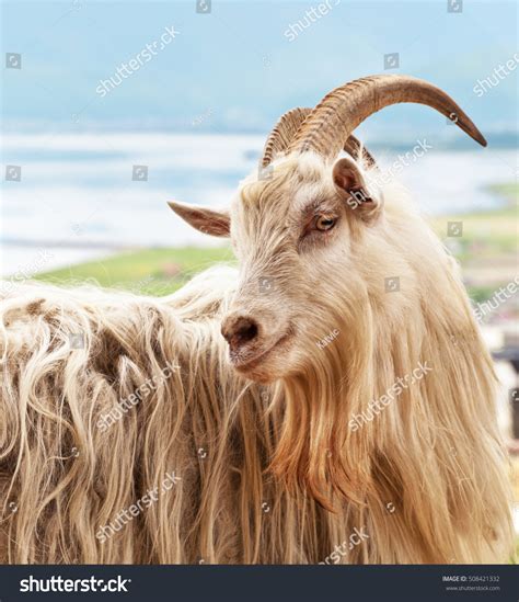 3,043 Long Haired Goat Images, Stock Photos & Vectors | Shutterstock