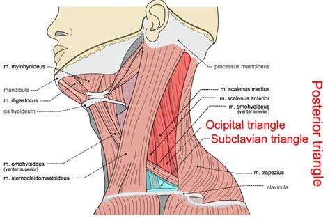 Triangles of the Neck Part 2 - The Posterior Triangle - Medical Exam Prep