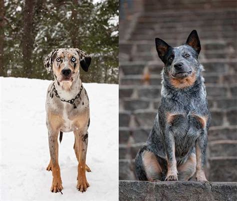 5 Things to Know About Catahoula Blue Heeler Mix Dog | ZooAwesome