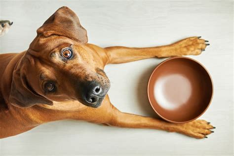 Dog Food for Kidney Disease: 3 Diets to Consider | Great Pet Care