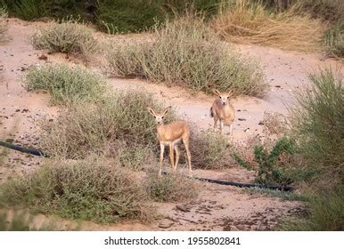 Arabian Reem Gazelle Fawn Natural Habitat Stock Photo 1955802853 | Shutterstock