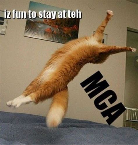 18 Funny Orange Cats | Funny cat pictures, Cat quotes funny, Cat memes