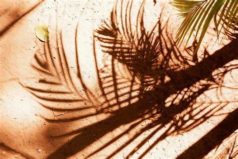 Palm Tree Shadow Stock Photos, Images and Backgrounds for Free Download