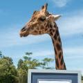 The world's tallest giraffe is Australia Zoo's 12-year-old Forest - CNN