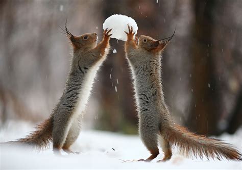 Russian Photographer Takes Pictures Of Squirrels Going NUTS In The Snow ...