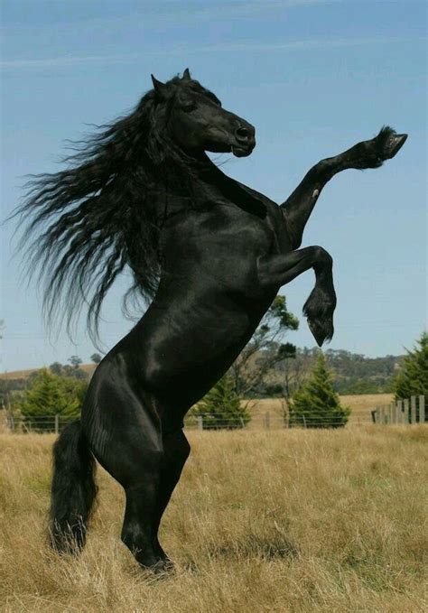 Horse Rearing, Friesian Horse, Horse Horse, Andalusian Horse, Appaloosa Horses, Draft Horses ...