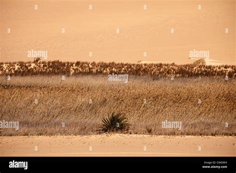 Desert Sahara oasis on sunset, Egypt Stock Photo - Alamy