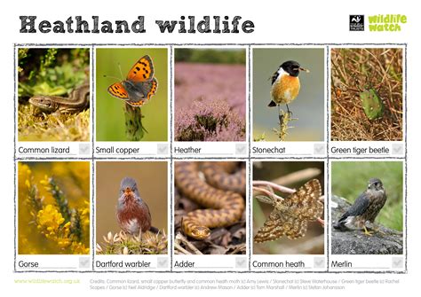 Heathland | Wildlife Watch