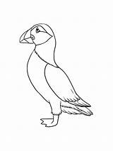Puffin Coloring Pages  Free Printable sketch template