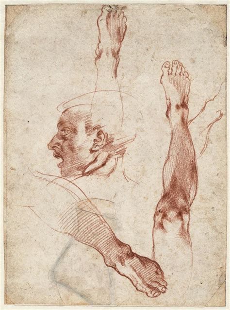 Michelangelo Sketches Anatomy