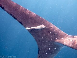 whale shark | A remora hanging on tightly | Tim Buss | Flickr