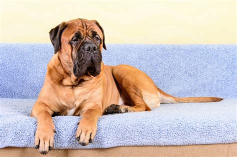 Is the Bullmastiff a good guard dog? - DogsPlanet.com
