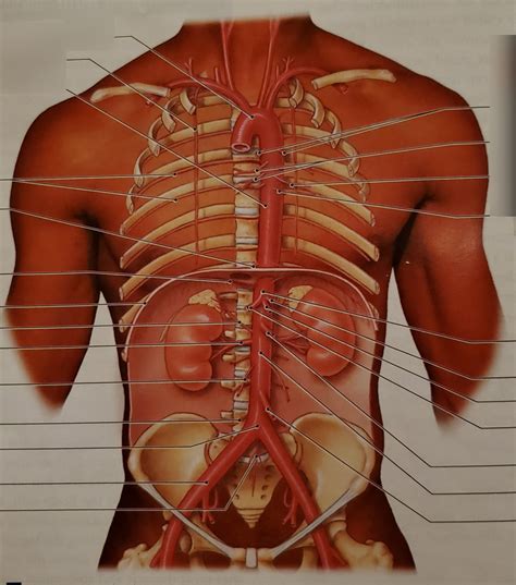 Ch 21 major arteries of the trunk Diagram | Quizlet