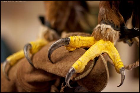 Golden Eagle Talons | Golden eagle, Animal totems, Beautiful birds