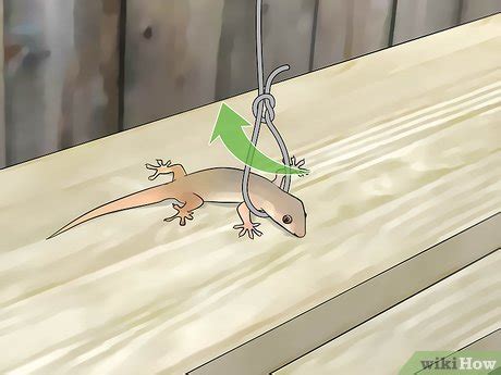 How to Catch a Lizard (with Pictures) - wikiHow