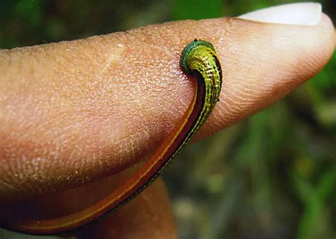 What Do Jawed Leeches Eat? 6 Foods They Like - Feeding Nature