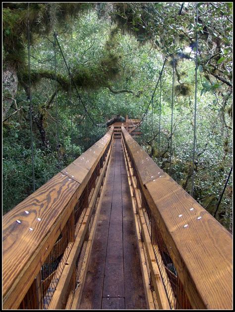 Myakka Canopy Walkway (Sarasota) - All You Need to Know BEFORE You Go ...