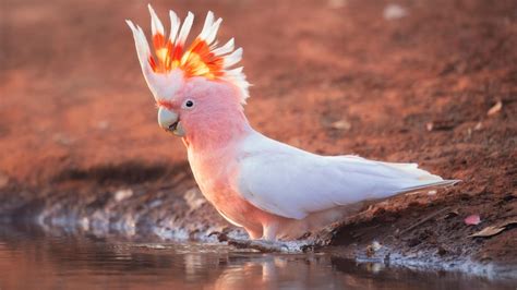 Pink Cockatoo added to the threatened species list - ABC listen