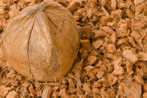 Coconut Mulch: What It is and Tips for Using - Garden.eco