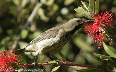 Sunbird Amethyst (Chalcomitra amethystina) female - Cape West South Africa - World Bird Photos