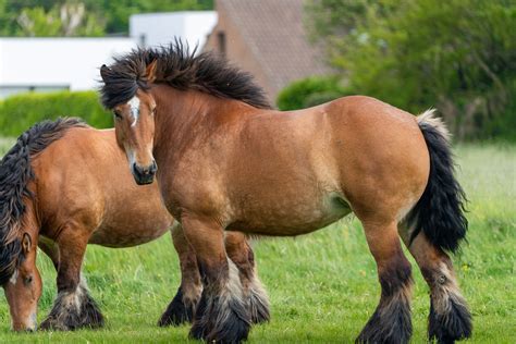 Der Ardenner im Rasseportrait | ZooRoyal Magazin