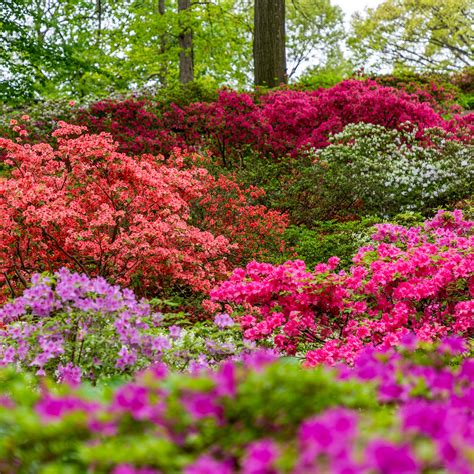 Azalea Garden Archives - Plant Talk