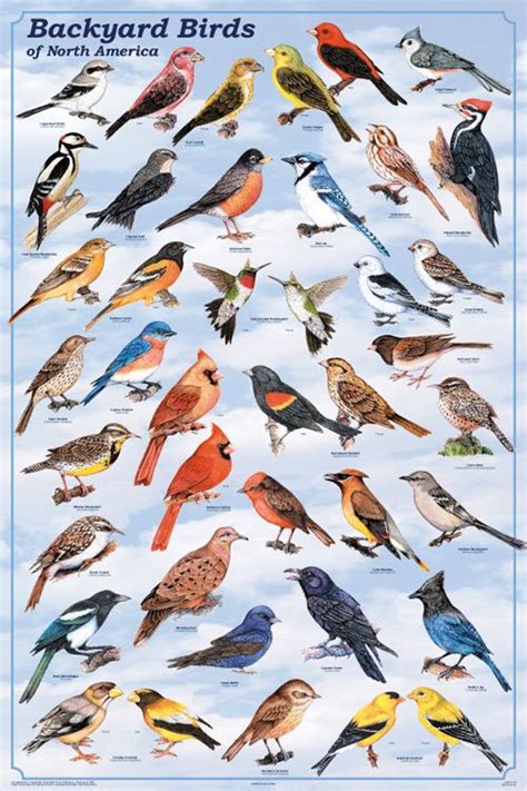 Pin de David Buitrago en NATURA | Aves, Carteles de animales, Pintura de pajaros