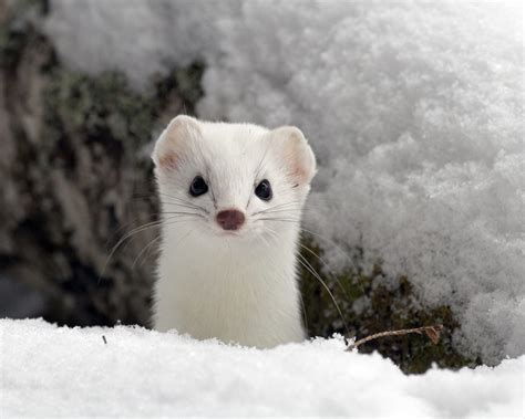 Creature Feature: Ermine - Natural Resources Council of Maine