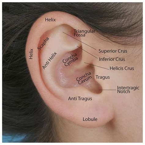 Auricular Blocks and Hematomas — The Proceduralist