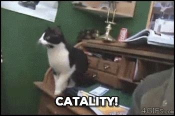 Cat Pun GIF - Find & Share on GIPHY