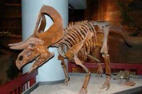 Zuniceratops Dinosaur from the Cretaceous Period 140-100 million years ago (Zuniceratops ...