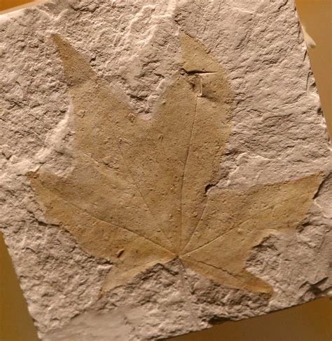 Louisville Fossils and Beyond: Nov 17, 2020