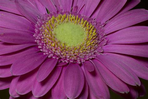 African daisy `Langtrees` stock photo. Image of longstalked - 100059154