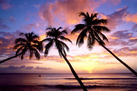 Coconut trees | Tree sunset wallpaper, Kings beach, Key west sunset