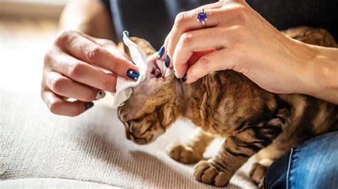 The Best (and Safest) Ways to Clean Your Cat’s Ears - GoodRx