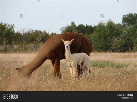 Curious Baby Alpaca Image & Photo (Free Trial) | Bigstock