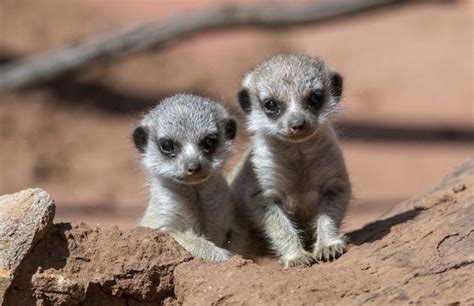 Celebrate Mother's Day with FREE* Entry to Adelaide Zoo & Monarto Zoo ...