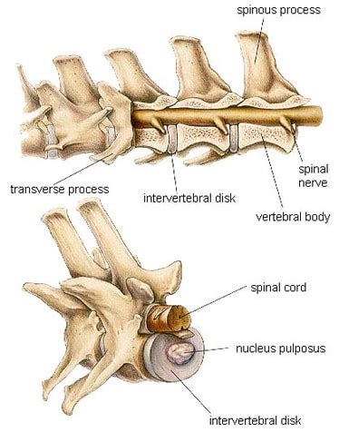 Intervertebral Disk Disease - Meadows Veterinary Clinic of East Peoria