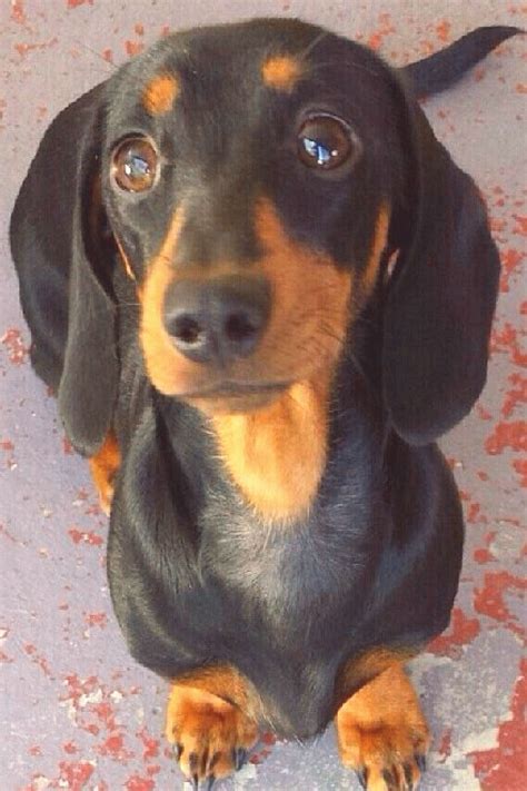 [6+] Catonsville Dachshund Dog Puppies For Sale Or Adoption Near Me | [+] IVAN POLYGON