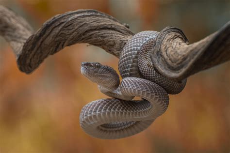 Mangrove Pit Viper Photograph by Dikky Oesin - Pixels