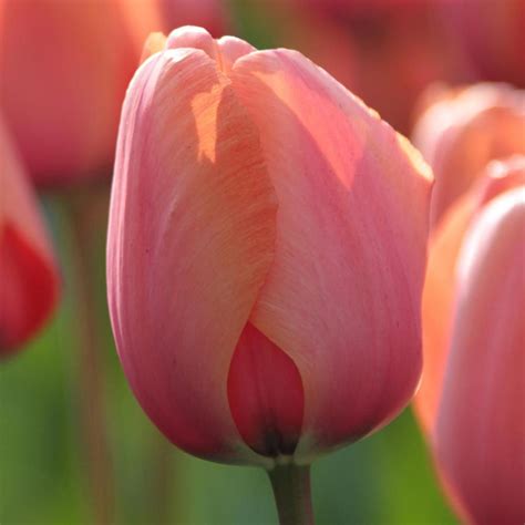 Longfield Gardens Tulip Apricot Impression Bulbs (25-Pack) 11800034 ...